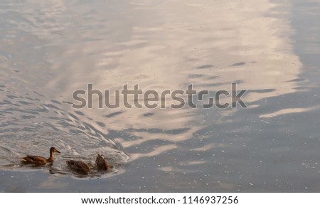 Three mallard ducks swimming in the Allegheny River In Warren County, Pennsylvania, USA with room in the picture for added text