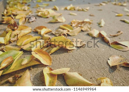 Dried yellow leaves fall on the floor in autumn