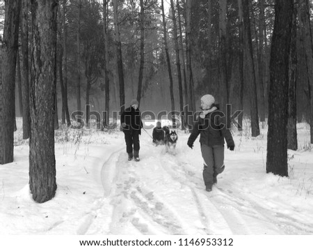 People on a walk in the forest. A man and a Siberian Husky dog ​​are pulling a sleigh with a child in the snow in the forest. A woman is walking in the forest/Winter landscape/Black and white photo