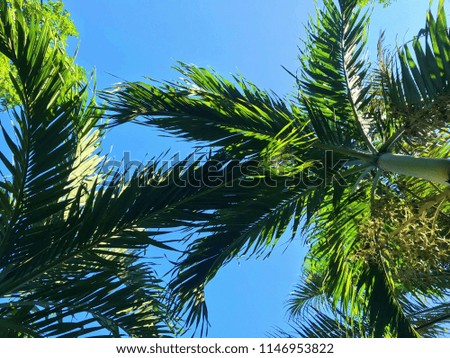 Branches of palm tree with blue sky background, at the southern beach of Thailand