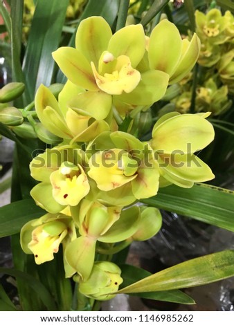 fresh beautiful vivid yellow orchid in nature
