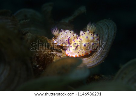 Nudibranch Mexichromis multituberculata. Picture was taken in Lembeh, Indonesia