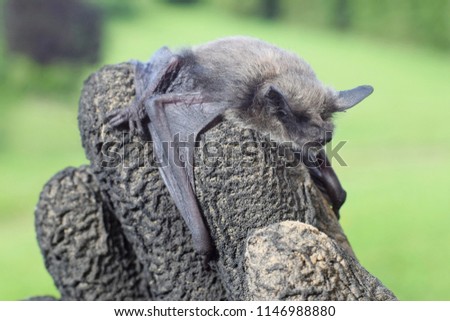 Small bat 