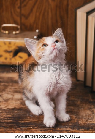 Kitten sitting near books. A playful cat on the background of an old watch