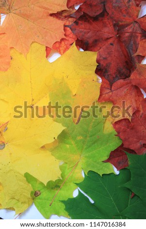 Autumn card of colored falling leafs isolated on white background.