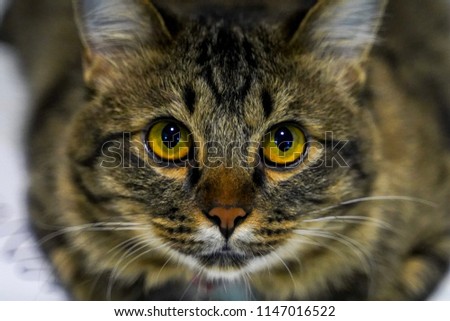 Golden cat eyes staring