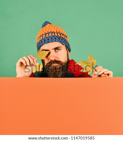 Man in hat holds maple tree leaves on green and orange background, copy space. October and November time idea. Autumn and cold weather concept. Guy with beard and serious face closes eyes with leaf.