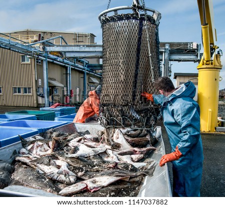 Unloading Fish:  Fresh caught halibut drop from the bottom of a transport basket after being hoisted by crane from a fishing boat at a dock in Alaska.
 Royalty-Free Stock Photo #1147037882