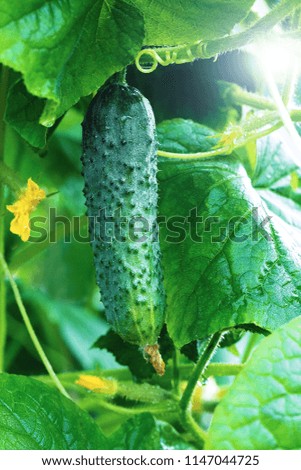 Small cucumber hanging on plant, the cultivation of useful vegetables.In the greenhouse grows a young cucumber.Vertical picture.