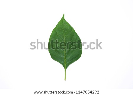 Leaves of chili on a white background.