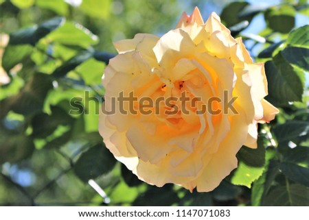 Funny yellow rose with face inside, sunny day in a garden in France, blurred green background