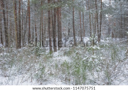 Winter in the Pine Forest. Nature in the vicinity of Pruzhany, Brest region, Belarus.