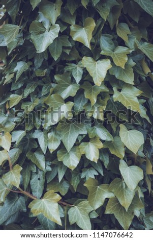 Natural background with green leaves of trees and plants.