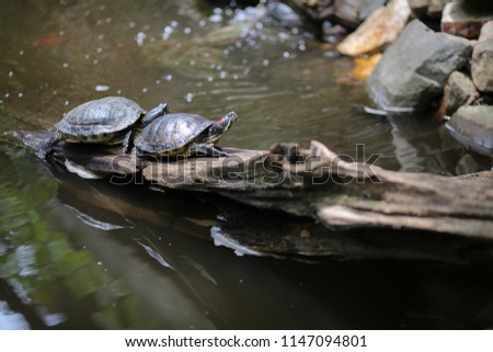 Sunbathing Turtles: Turtle Basking in Sunlight in a Pond