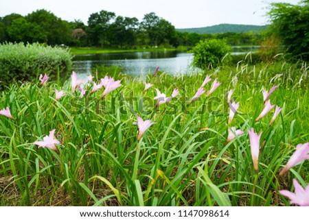 Beautiful Pink Rain lilies or Zephyranthes grandiflora on the lake .Flowers are blooming in rainy season on green leaves background. Selected focus.