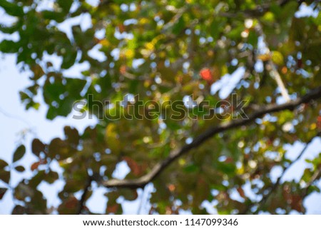 Abstract blurred background with tree and sky