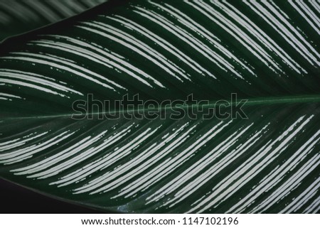 abstract, Green leaf pattern nature dark green background.