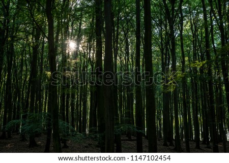 The sun light in depth of the woods at Jasmund National Park.
