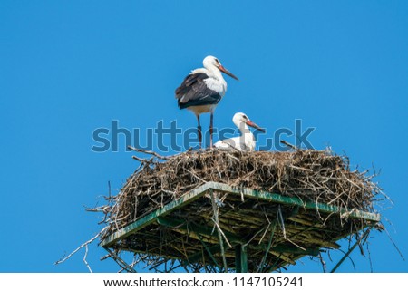 A white stork family (Ciconia ciconia) - two young stork chicks standing in a nest in Polish countryside