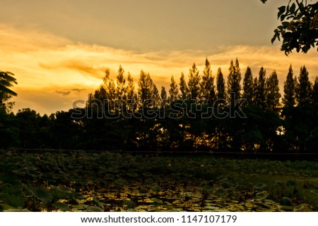 Sunset at Lotus park ,Sakon nakhon province , Thailand