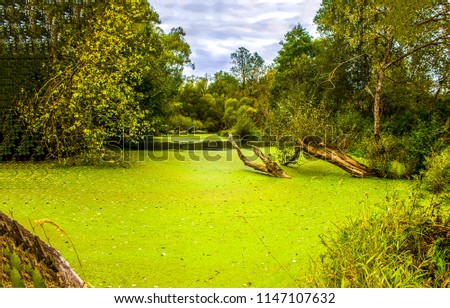 Swamp duckweed in the swamps Royalty-Free Stock Photo #1147107632