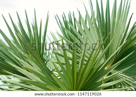 sugar palm leaf, palm leaves