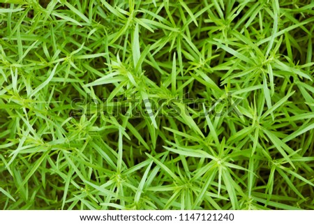 Green leaves of the plant tarragon.