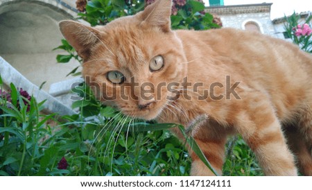 This picture of a beautyful red stray cat was taken in the Italian region of Campania, during a hot summer, hope you will like it