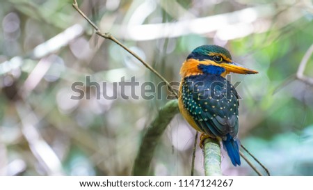 female rufous-collared kingfisher on wood branch in the forest, Thailand wildlife and bird photography