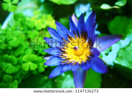 It is a blurred picture of the flower focus of the beautiful "tropical lire" of purple that blooms in summer.
