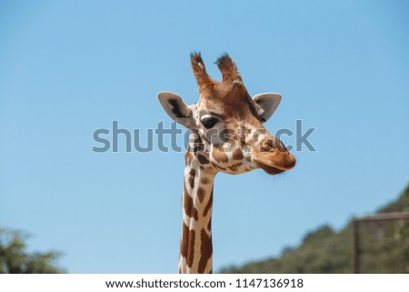 Giraffe head with long neck and furry horns on background of blue sky in exotic safari 