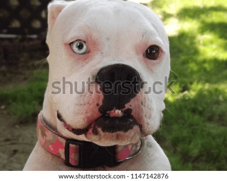 white boxer with heterochromia