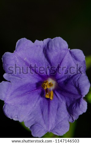 Flower of poroporo (Solanum laciniatum). Stewart Island. New Zealand.