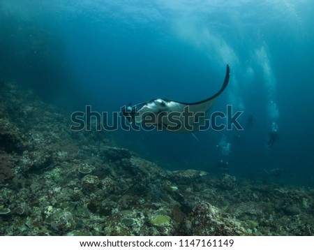 manta ray in coral reef