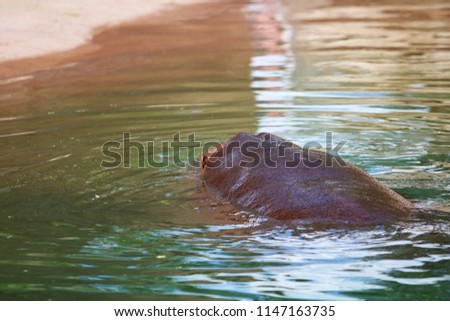 Hippopotamus Submerged In Pond