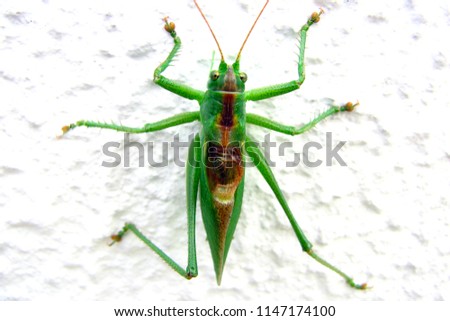 Huge green grasshopper, sitting on the wall. Photo in macro.