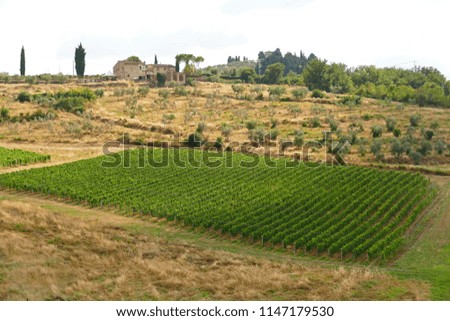 Typical Tuscan countryside with green vineyards in Chianti region. Italy.