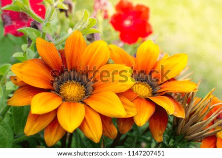 Bright summer flowers background