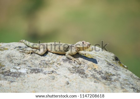 Asian mountain lizard Caucasian agama ( Paralaudakia caucasia ) basks in the sun sitting on a rock in the ancient city Uplistsikhe (Uplistsikhe), Georgia