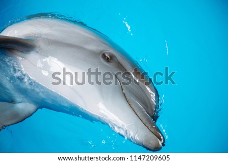 Dolphin poses in front of the camera