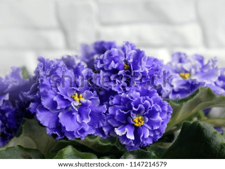 Beautiful flower Saintpaulia (African violet ) on a white background brick
