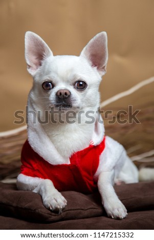 Chiwawa with white fur and little red dress