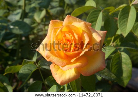 Yellow and orange rose