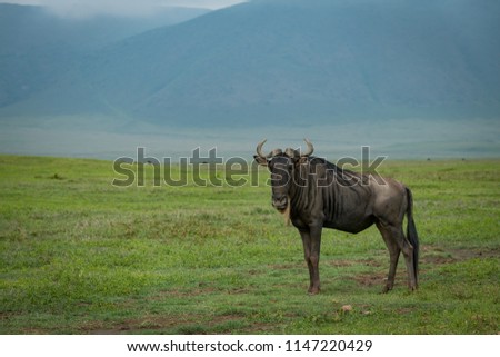 White-bearded wildebeest stands with hills behind plain