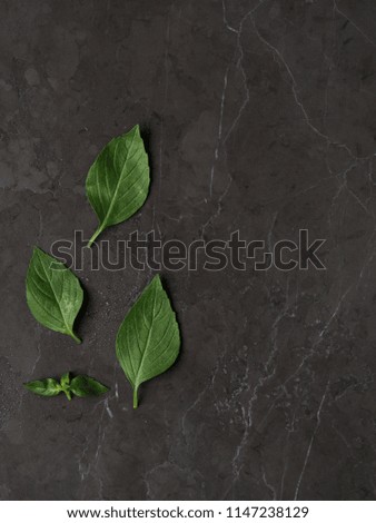 Beautiful fresh moist green basil leaves on a marble background. Vertical High definition photo