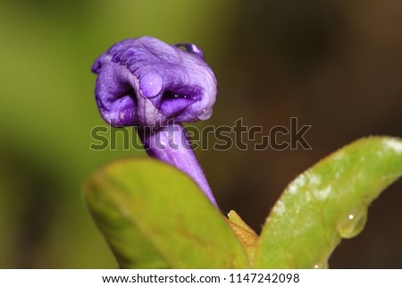 
Closeup of the blossom of a Brunfelsia pauciflora, otherwise known as a yesterday-today-and-tomorrow. Taken in the Western Cape of South Africa after big rains.
