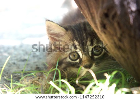 tabby little cute kitten sneaks behind a tree