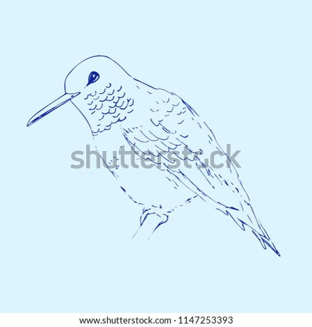 Hummingbird isolated on light blue background. Bird sketch.  Drawing of colibri for greeting cards, invitations, prints, web projects. Hand drawn illustration.