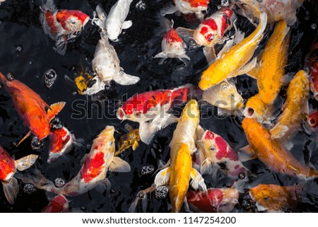  koi fish in the pond.