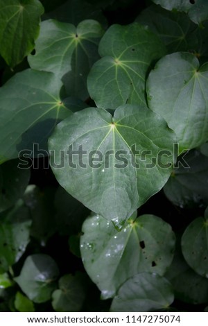 Kawa Kawa or Pepper tree Leaves
